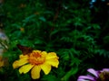 Beautiful butterfly on the beautiful flower