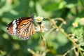 Butterfly with flower