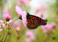 Beautiful Butterfly Sitting On A Flower