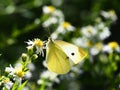 Beautiful Butterfly Sitting On A Flower Royalty Free Stock Photo