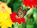 Beautiful Butterfly Sitting On A Flower Royalty Free Stock Photo