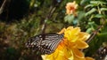 Beautiful glassy tiger butterfly on Flower