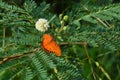 Beautiful butterfly and flower green grass Royalty Free Stock Photo