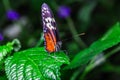 A beautiful butterfly on a flower