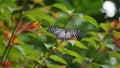 Beautiful Butterfly on flower, Happiness is a butterfly