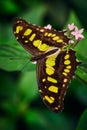 Beautiful butterfly on a flower King Swallowtail Papilio thoas. Wildlife scene from Costa Rica. Butterfly of the family