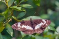 Beautiful butterfly on a flower lit by the sun. A beautiful butterfly resting on a white flower Royalty Free Stock Photo