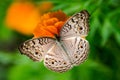 Beautiful butterfly on a flower, Nature& x27;s perfect symmetry