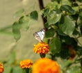 Beautiful Butterfly for Flower nector