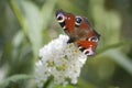 Beautiful red peacock butterfly on a white flower Royalty Free Stock Photo