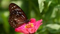 Beautiful butterfly in the flower park