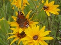 Beautiful butterfly on the flower