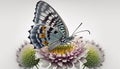 Beautiful butterfly on a flower on a white background. Generative AI Royalty Free Stock Photo