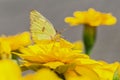 A beautiful butterfly on a flower