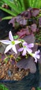 Beautiful butterfly flowers that are blooming in the yard Royalty Free Stock Photo