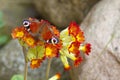 Beautiful butterfly on flowers Royalty Free Stock Photo