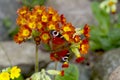 Beautiful butterfly on flowers Royalty Free Stock Photo