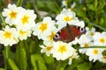 Beautiful butterfly on flowers Royalty Free Stock Photo