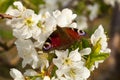 Beautiful butterfly on flowers Royalty Free Stock Photo