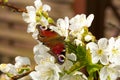 Beautiful butterfly on flowers Royalty Free Stock Photo