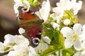 Beautiful butterfly on flowers Royalty Free Stock Photo
