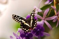 Beautiful Butterfly flying around flowers