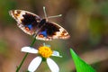 beautiful butterfly flying over to the flower