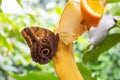 Beautiful butterfly on the fruit. Insect world