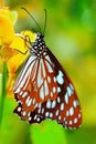 A Beautiful Butterfly In A Garden.