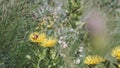 A beautiful butterfly gathering pollen at a yellow flower field on a sunny day. Clip. Green summer meadow with grass and Royalty Free Stock Photo