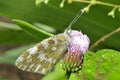 Beautiful butterfly with glittering and translucent dewdrop
