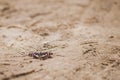 Butterfly among the tire tracks of the cars in the sand 9650. Royalty Free Stock Photo