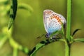 Beautiful butterfly in green grass close-up