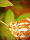 Beautiful butterfly on green leaf Royalty Free Stock Photo