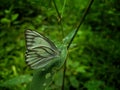 Beautiful butterfly in a green leaf at my garden Royalty Free Stock Photo