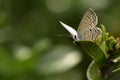 Beautiful butterfly on green leaf. selective focus Royalty Free Stock Photo