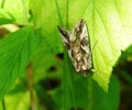 Brown pied butterfly on green leaf, Lithuania Royalty Free Stock Photo