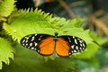 Beautiful butterfly Royalty Free Stock Photo