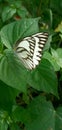 This beautiful butterfly has amazing white wings