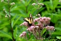 Beautiful Butterfly having lunch in the sun Royalty Free Stock Photo