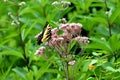 Beautiful Butterfly having some lunch Royalty Free Stock Photo