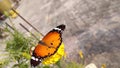 A beautiful butterfly with HD quality and in many more color. Royalty Free Stock Photo