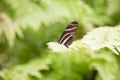 Beautiful butterfly Heliconius charitonius on green leaf