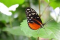 The beautiful butterfly Heliconius Hecale resting on a green leaf Royalty Free Stock Photo