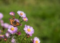 Beautiful butterfly hives on autumn flowers. Royalty Free Stock Photo