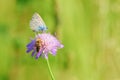 Butterfly and honey bee on purple flower Royalty Free Stock Photo