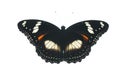 A beautiful butterfly Hypolimnas bolina black with white and orange spots in wings. Macro Close-up of the butterfly from