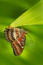 Beautiful butterfly from India. Red Lacewing, Cethosia biblis, sitting on the green leaves. Insect in dark tropic forest, nature