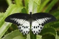 Beautiful butterfly from Indoa Blue Mormon, Papilio polymnestor, sitting on the green leaves. Insect in dark tropic forest, nature Royalty Free Stock Photo