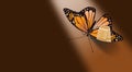 Beautiful butterfly injured with bandaid bandage graphic background